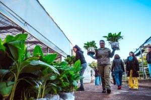 Biofábrica completó el envío de 200 mil plantines de banano…