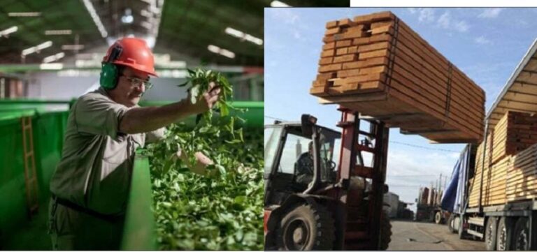 Misiones encabeza las exportaciones del NEA con USD 325 millones en los primeros siete meses…