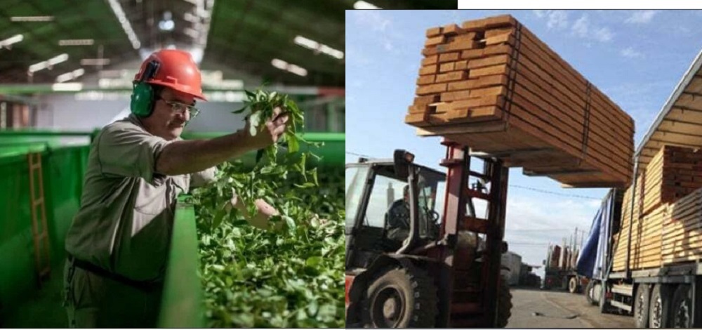Misiones encabeza las exportaciones del NEA con USD 325 millones…