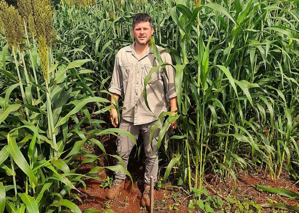 INTA Montecarlo identificó los cultivares de sorgo más productivos para…
