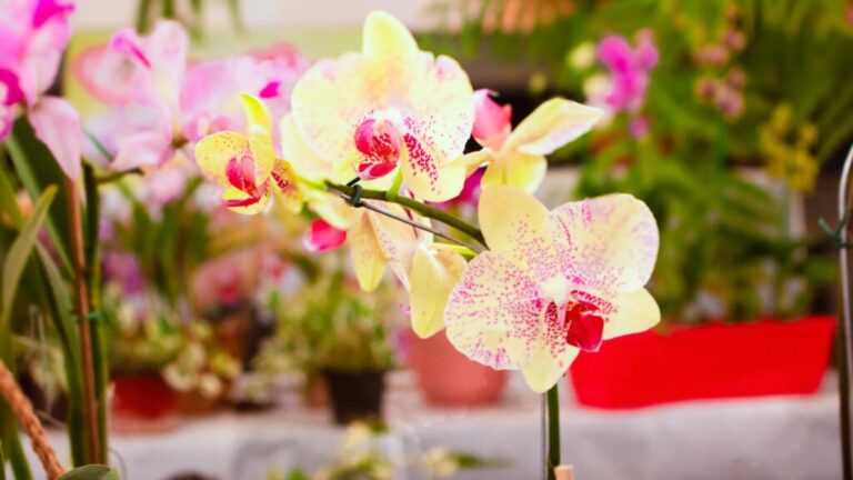 Montecarlo tendrá en octubre su Fiesta Nacional de la Orquídea con cinco días de flores,…
