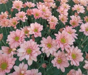 Productores tabacaleros de Misiones suman flores de corte con apoyo del Fondo Especial del Tabaco