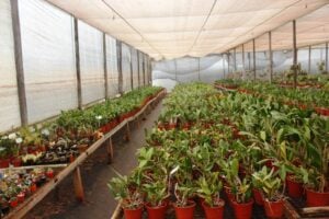 La Asociación Posadeña de Orquideófilos celebra su 26° exposición con una novedad: talleres de clínica&hellip;
