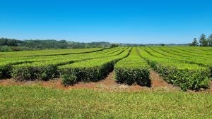 El sector tealero rechazó la oferta de $103 por kilo…