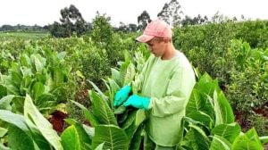 Entidades tabacaleras denuncian que Nación retiene $24.000 millones del FET que le corresponden a Misiones