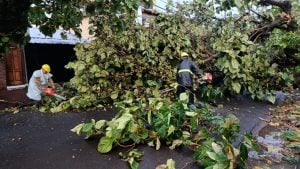 Posadas: cuadrillas municipales trabajan en el despeje de calles tras el temporal