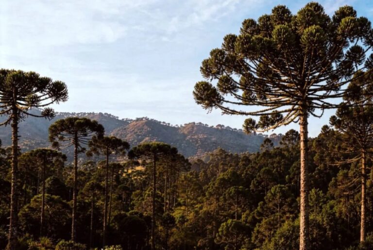 Día del Árbol: el marco legal y los recursos con que Misiones protege su biodiversidad