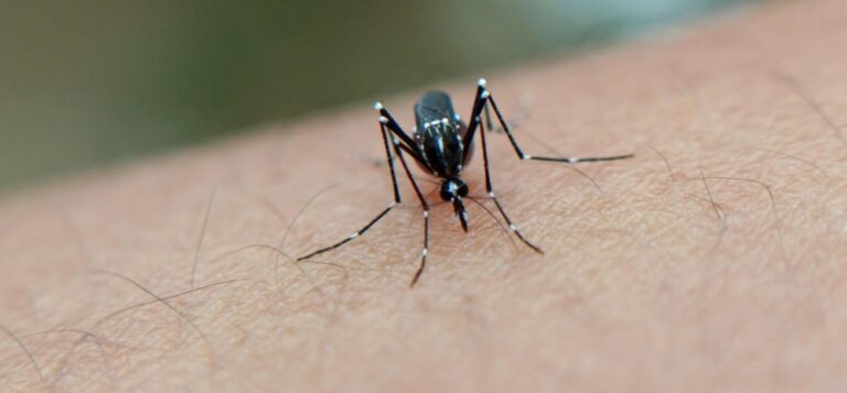 Un investigador de la UNaM advierte que bajar la guardia contra el dengue cuando hay&hellip;