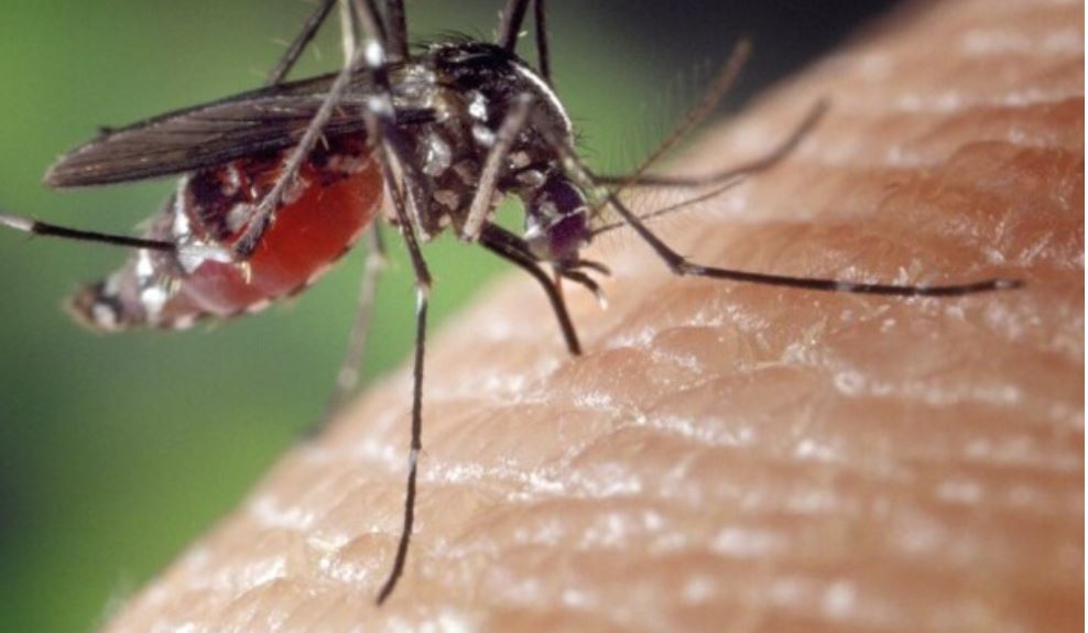 Posadas en alerta por dengue: el clima favorece la reproducción del mosquito y piden revisar los patios tras cada lluvia