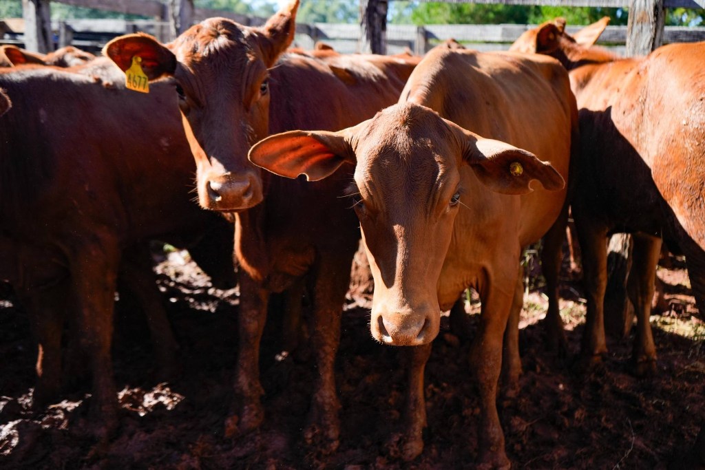 Controlan más de 1.500 bovinos en 80 tambos de Misiones…