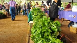 Daños dispares en productores frutihortícolas del sur de Misiones: el…