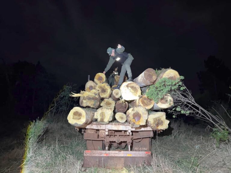 Secuestraron un camión con 20 rollos de madera nativa robada en Dos de Mayo