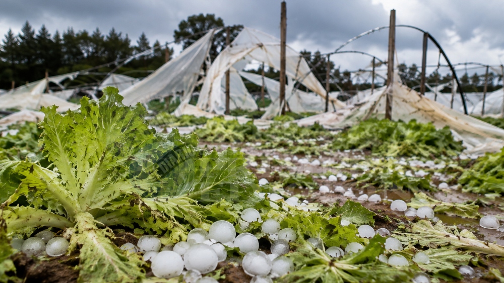 Granizo y viento causaron estragos en huertas del centro y…