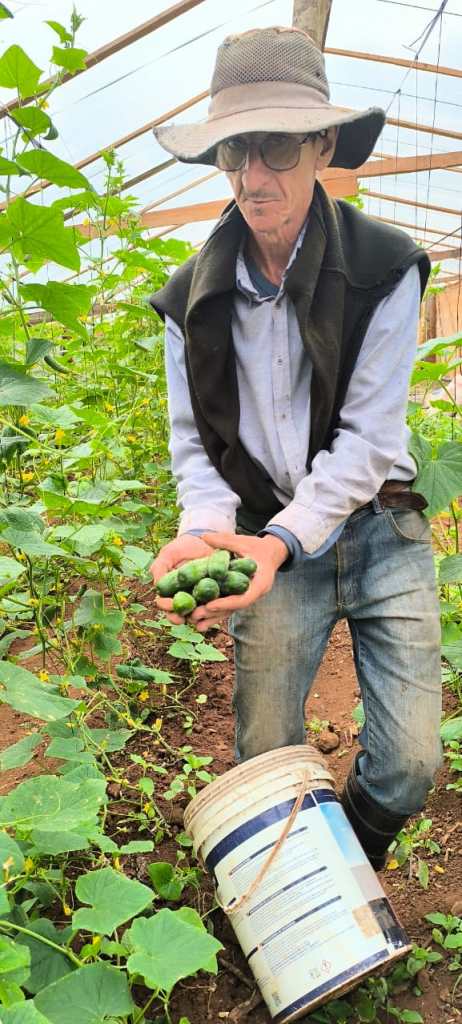Tabacaleros de El Soberbio suman hortalizas bajo invernadero para ampliar&hellip;