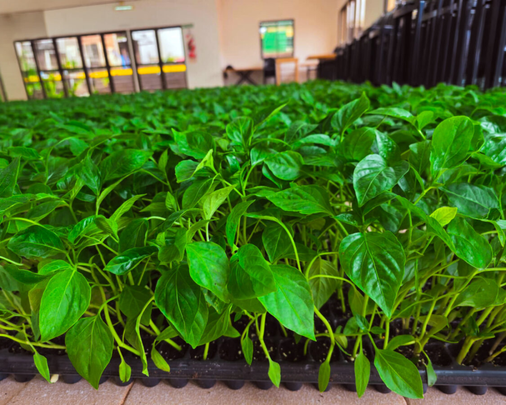 55 familias tabacaleras de Misiones suman el cultivo de pimiento…