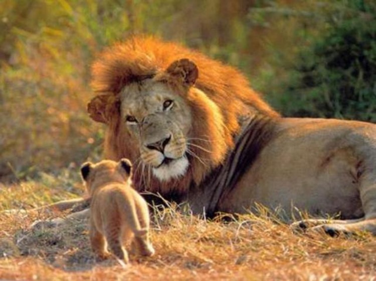 Día Mundial del León: una fecha que recuerda la caza de Cecil y alerta sobre…