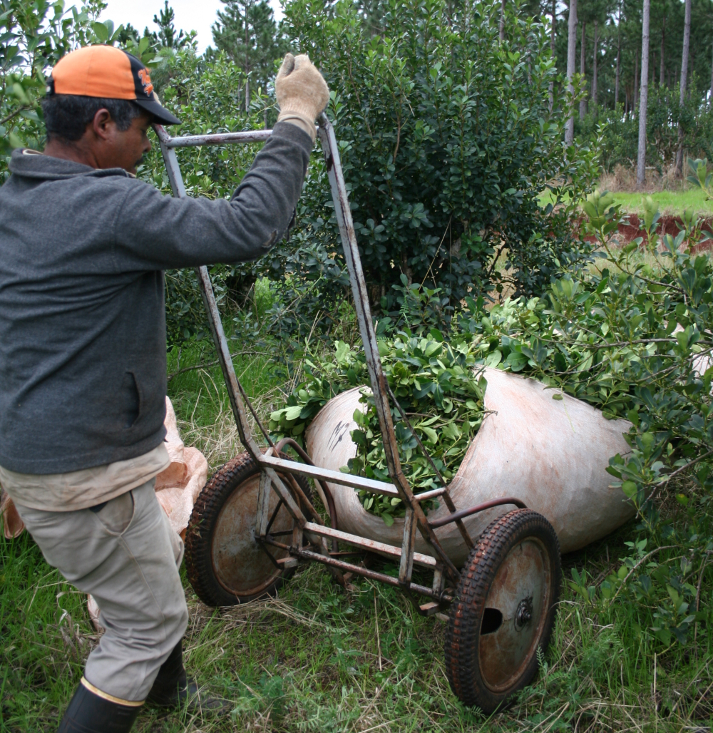INTA Misiones da recomendaciones para cuidar los yerbales en temporada de lluvias intensas