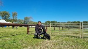 Border Collie en acción: cómo los perros pastores pueden ser…