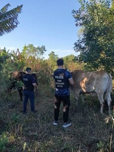 Robaron una yunta de bueyes a un colono de San Pedro y la Policía los…