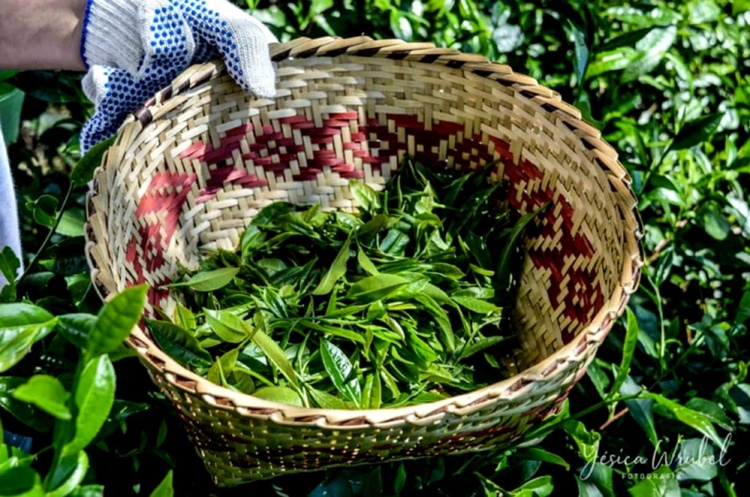 Colonia Guaraní tiene el primer té con certificación agroecológica del…
