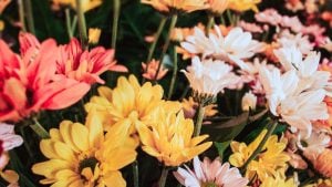 Flores importadas de Buenos Aires dominan el mercado misionero, pero la provincia tiene potencial para…