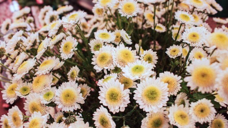 Misiones importa casi todas sus flores de corte desde Buenos Aires, pero el sector ve…