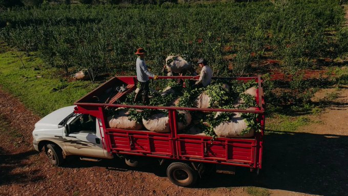 La Legislatura analiza este miércoles el proyecto de emergencia yerbatera que pide un precio sostén…