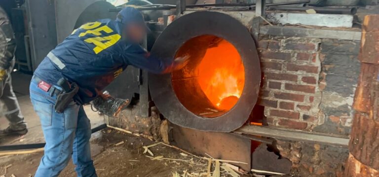 Incineraron casi una tonelada de marihuana secuestrada en operativos antidrogas en Misiones