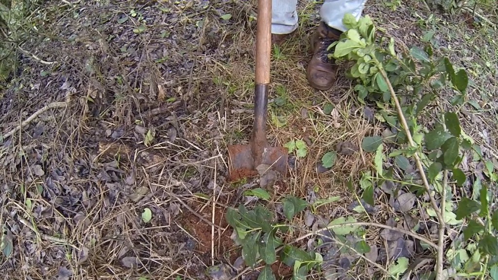 INTA Misiones lanzó recomendaciones para el manejo de yerbales en&hellip;