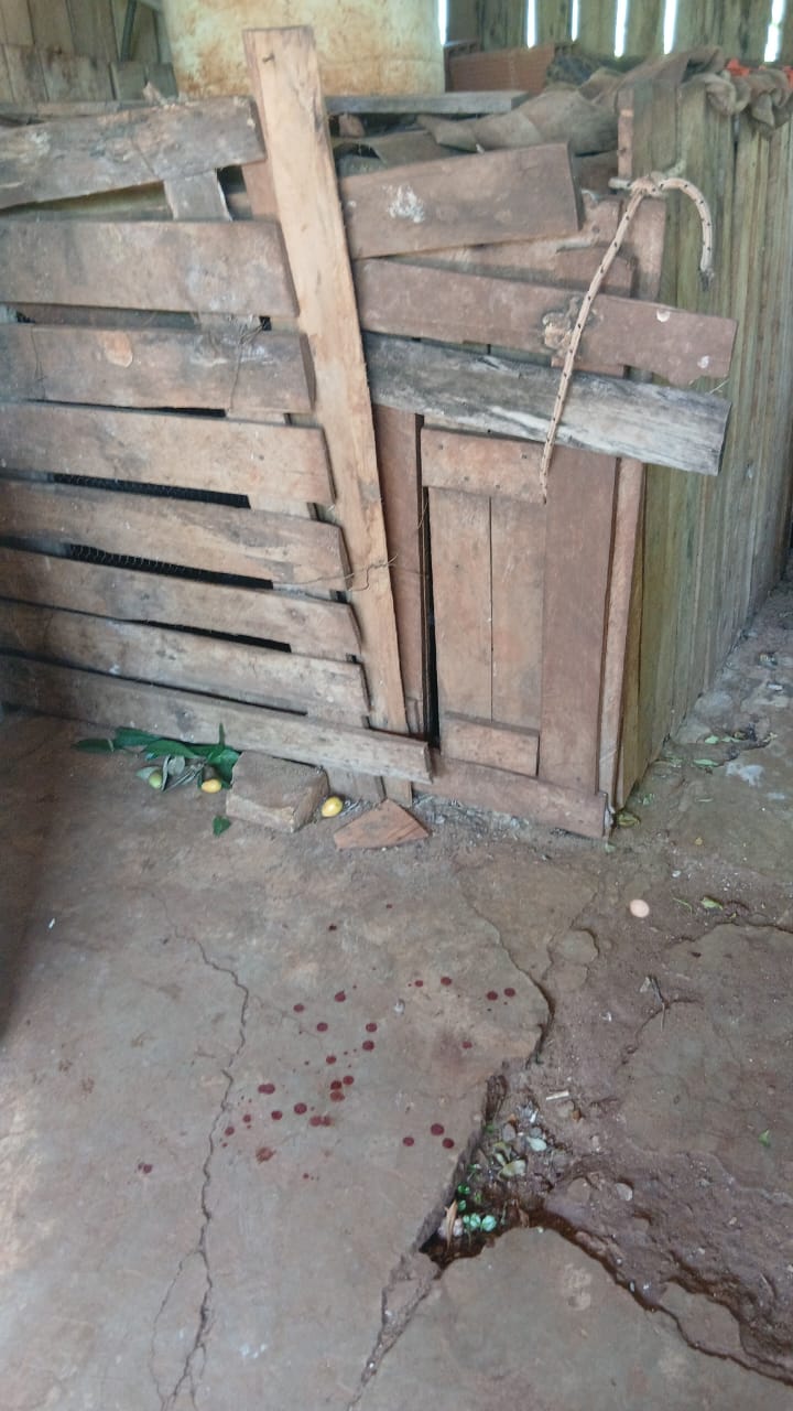 Un coatí en cautiverio atacó a un hombre y lo dejó gravemente herido en San…