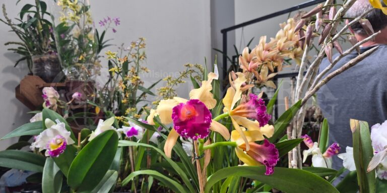 La Expo Orquídeas llega a su 26ª edición en Posadas con novedades y entrada gratuita