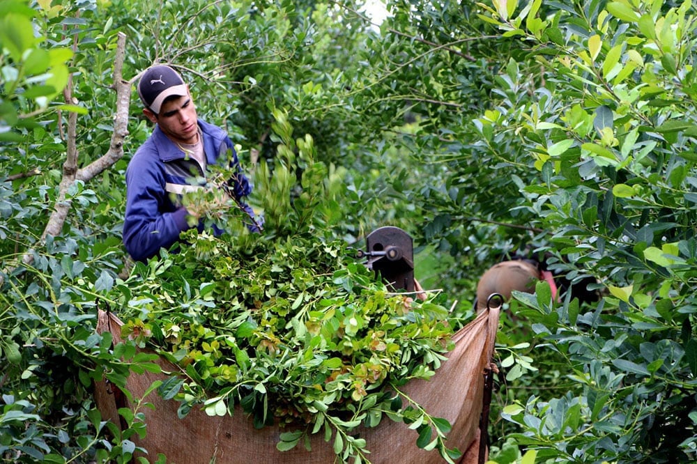 Productores yerbateros marcharán con tractores a Puerto Iguazú para reclamarle…
