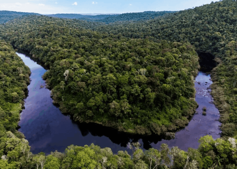 Misiones aumentó al 45% la porción de créditos de carbono que va a propietarios de…