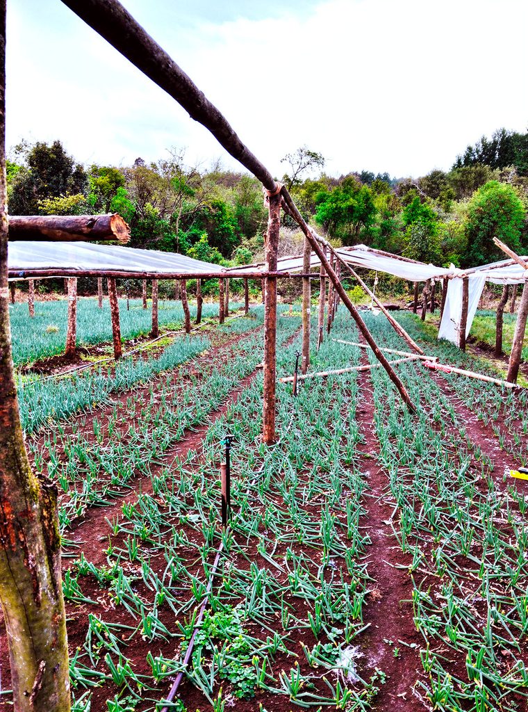 El Ministerio del Agro relevó más de 200 invernaderos dañados&hellip;