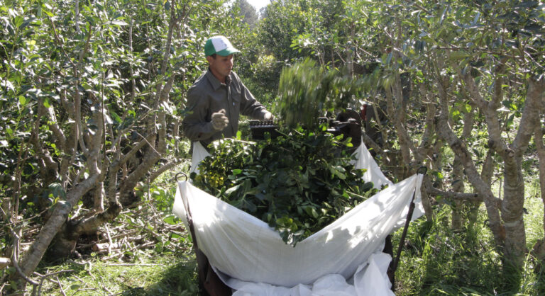 El ministro López Sartori cruzó a Sturzenegger por la yerba mate: «Lo que sinceró fue…