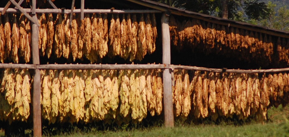 Más de 12.000 productores tabacaleros misioneros recibirán un pago del FET superior a $8.600 millones