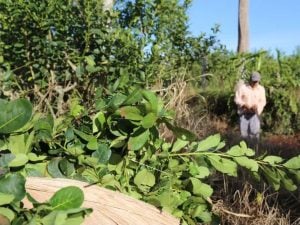 La Legislatura de Misiones recibió el proyecto de emergencia yerbatera con precio mínimo para la…