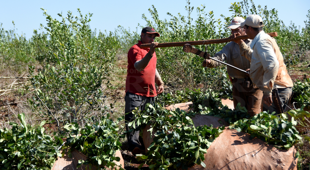 Productores yerbateros impulsan una ley de emergencia para fijar un…